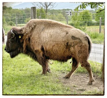 Médecine animale face aux dangers et aux épreuves de la vie