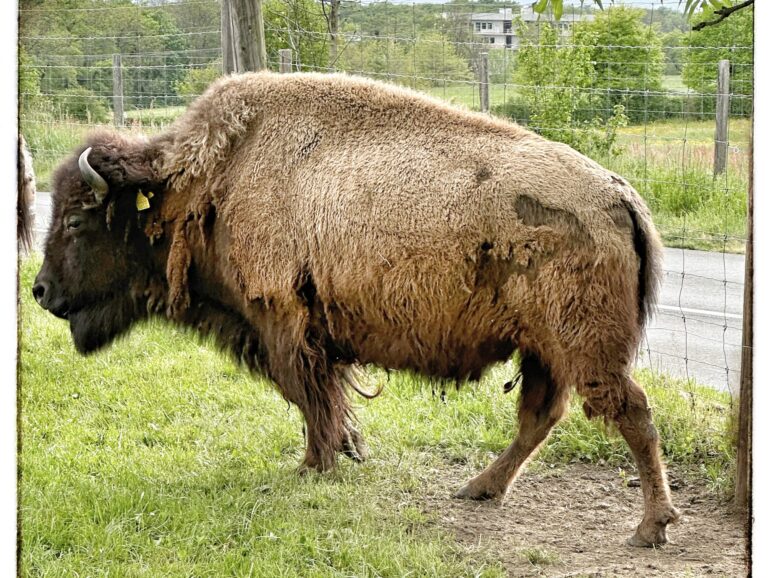 Médecine animale face aux dangers et aux épreuves de la vie